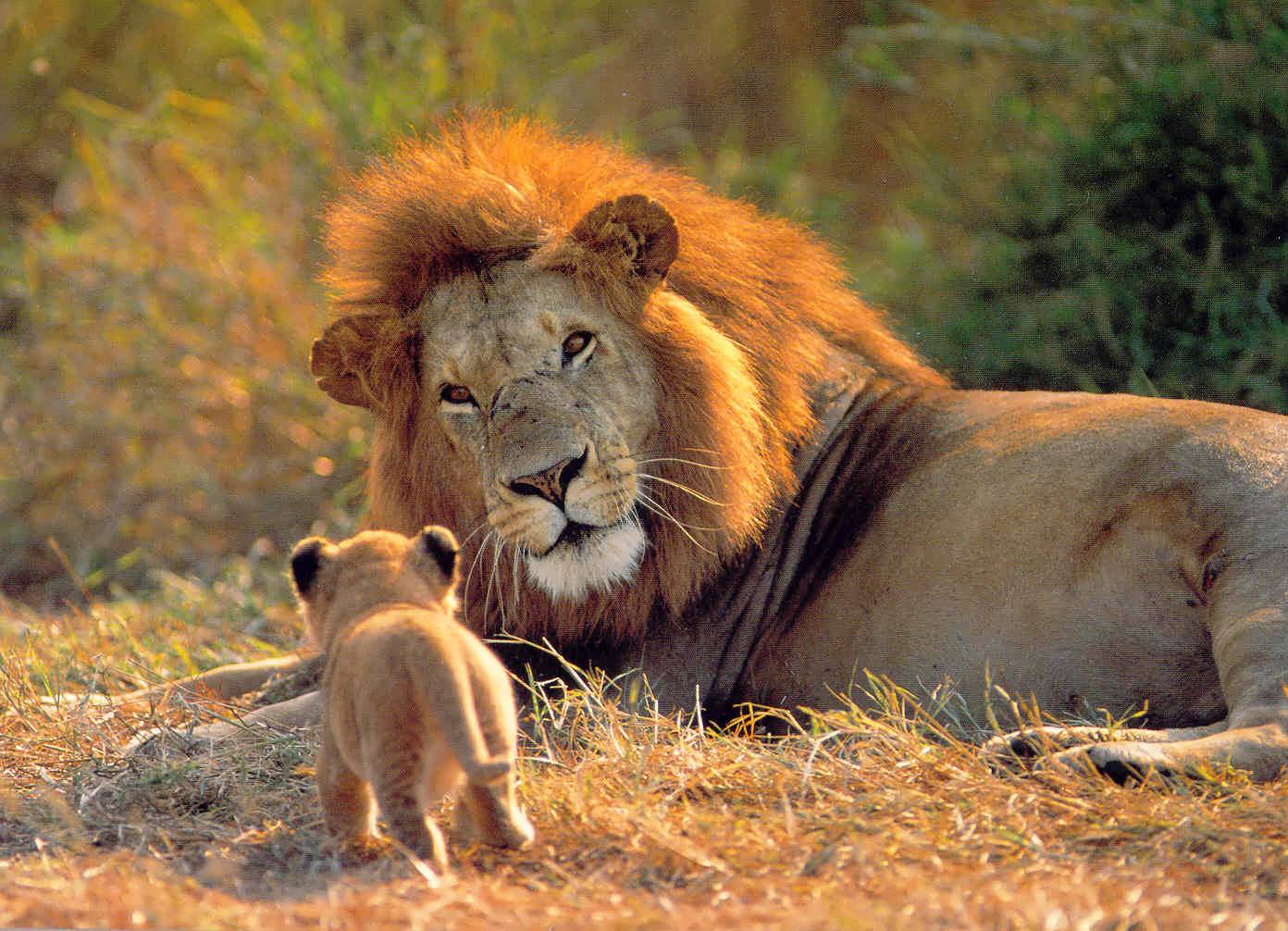 Leones en el Parque Kruger