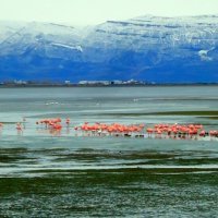 flamencos rosados en calafate