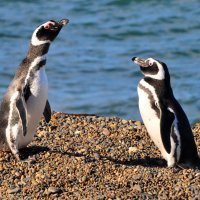 pingüinos en Puerto Madryn turismo accesible