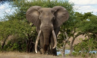 Elefante en el parque Kruger accesible para silla de ruedas