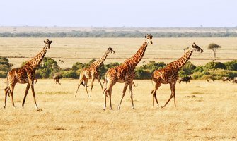 turismo accesible en africa, safari accesible