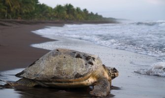 Costa Rica Accesible Tortuguero